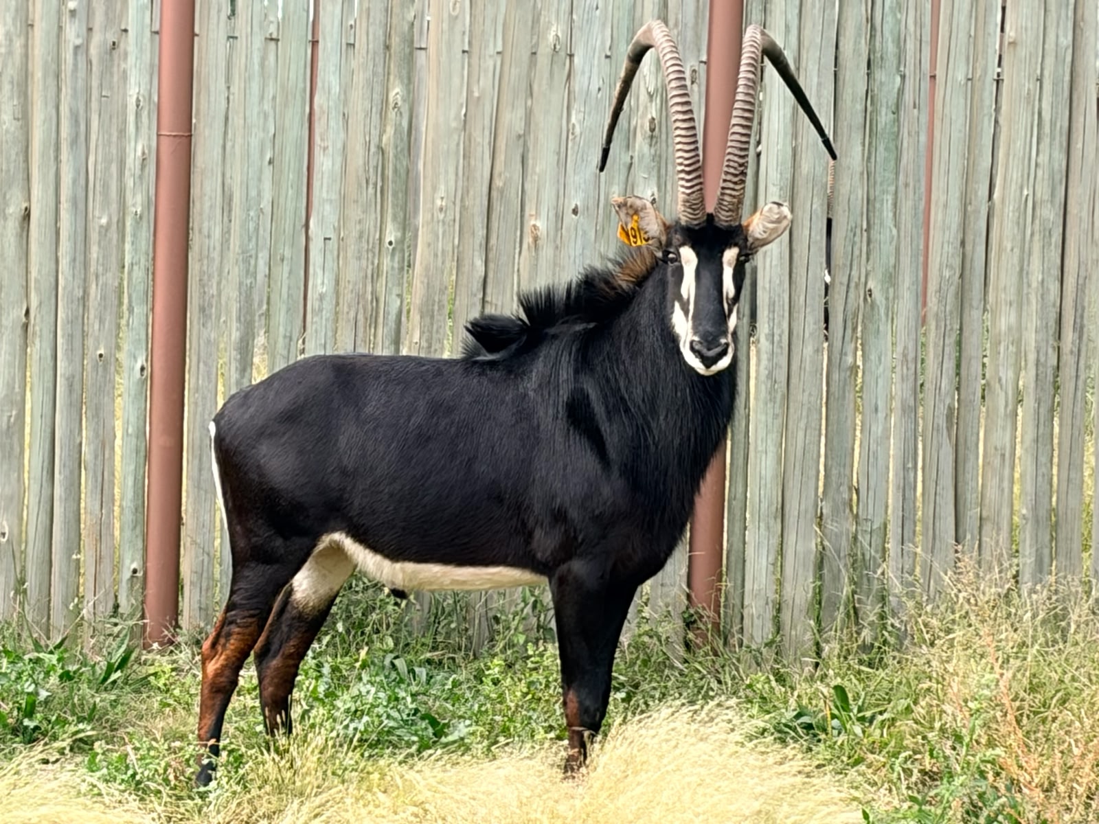 50 1/8" Sable bull